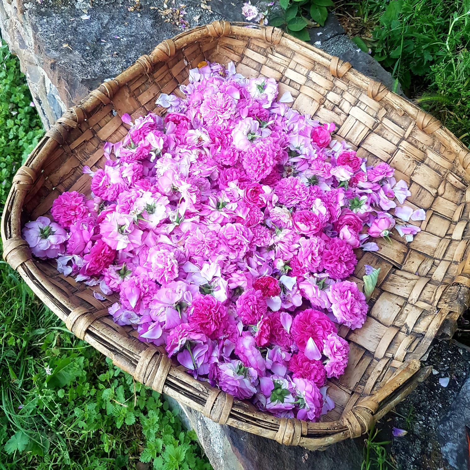 Agua de rosas al vino - Imagen 2