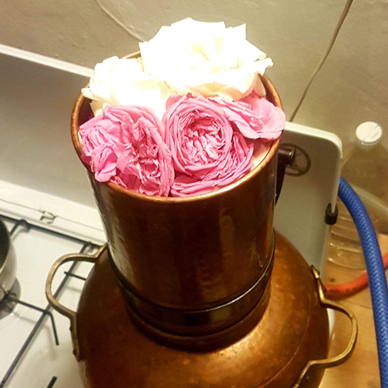 Agua de rosas al vino - Imagen 3